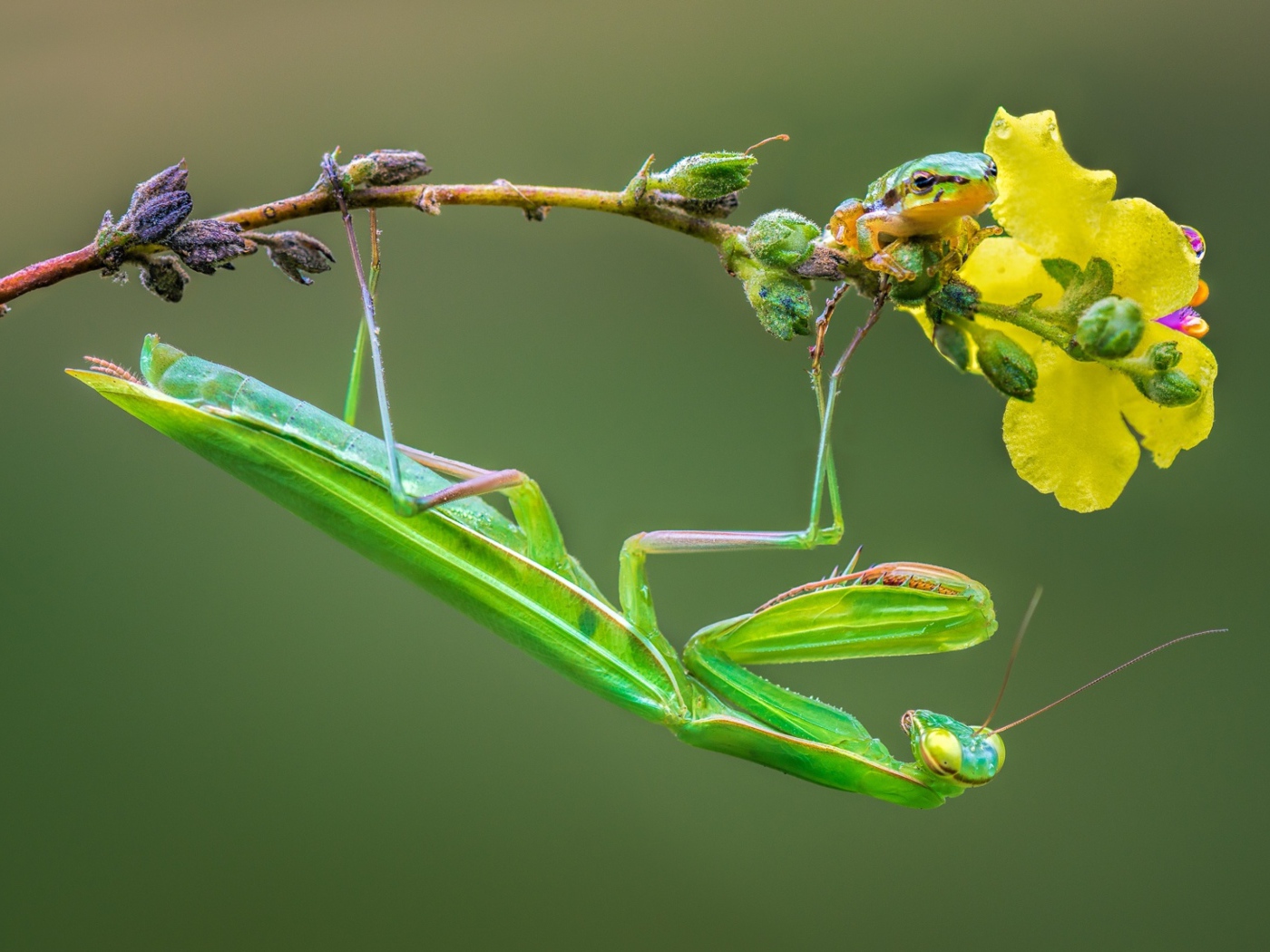 Зеленый богомол сидит на желтом цветке