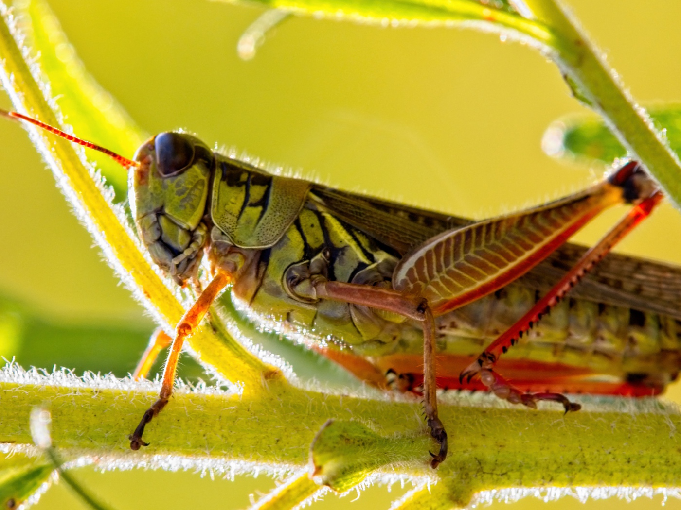 Большой кузнечик сидит на зеленой ветке