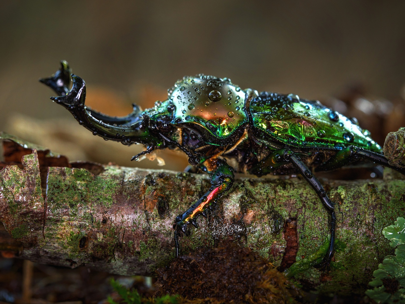 Жук олень в каплях росы на ветке дерева