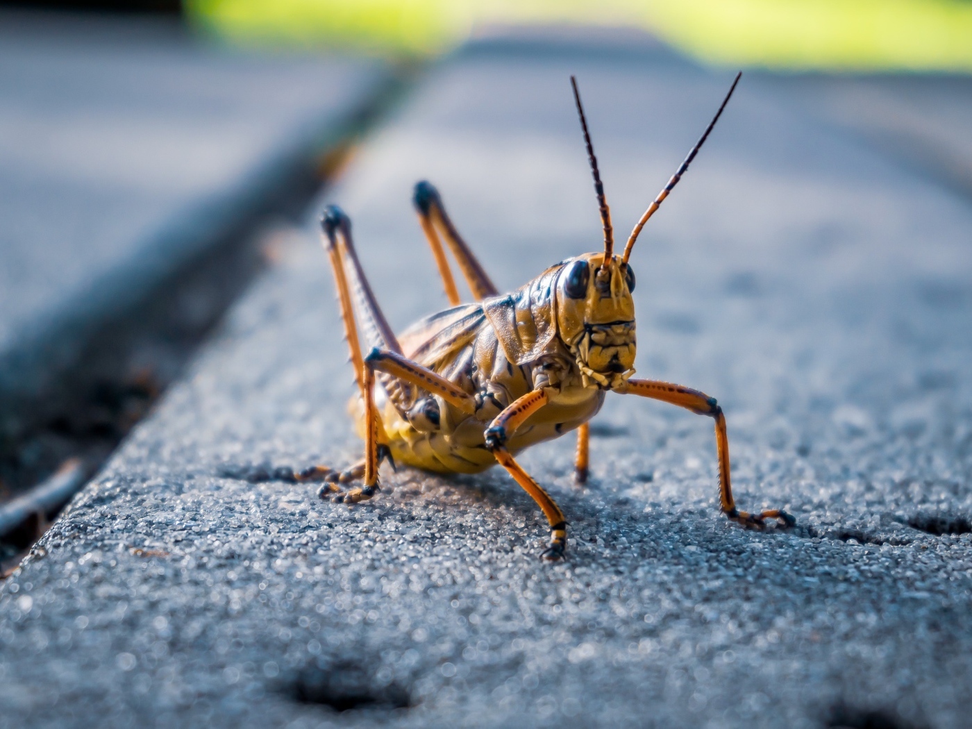 Большой кузнечик сидит на дороге