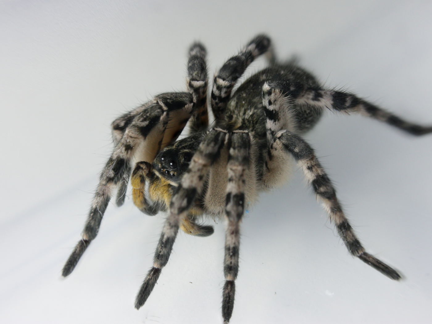 Большой паук на сером фоне крупным планом