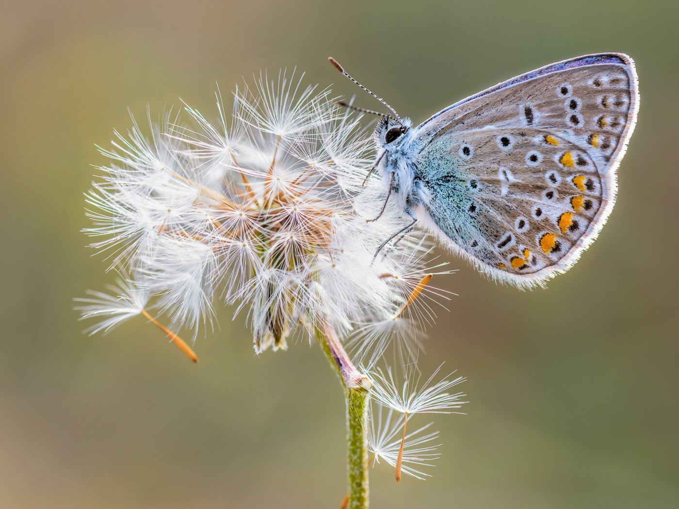 Голубая бабочка сидит на одуванчике
