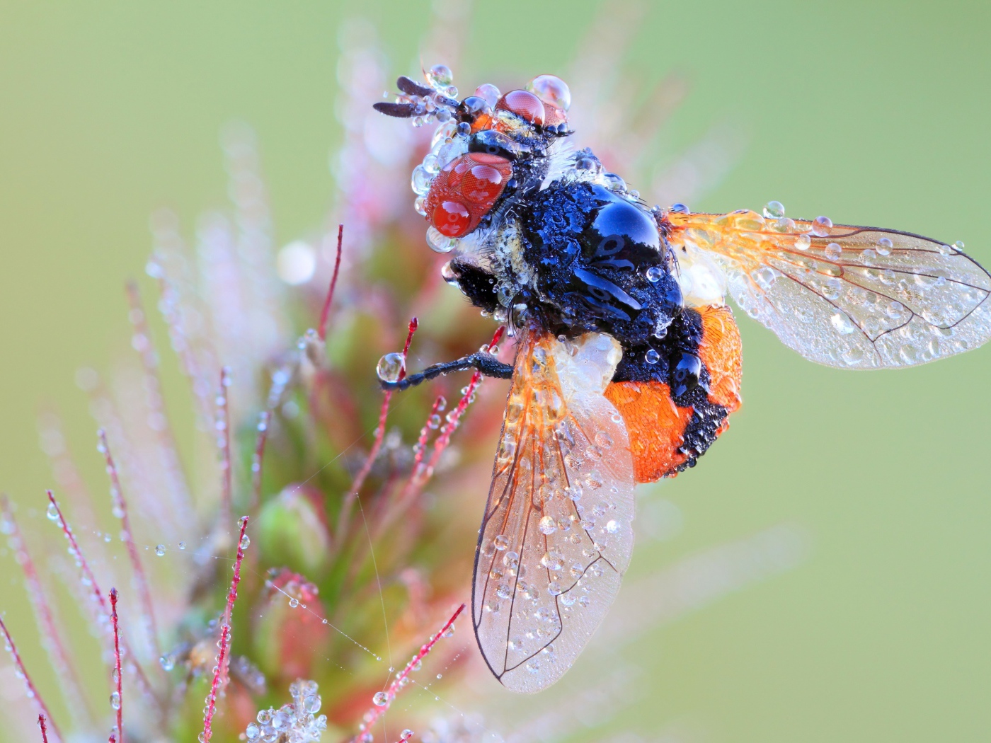 Муха в каплях росы на цветке макросъемка