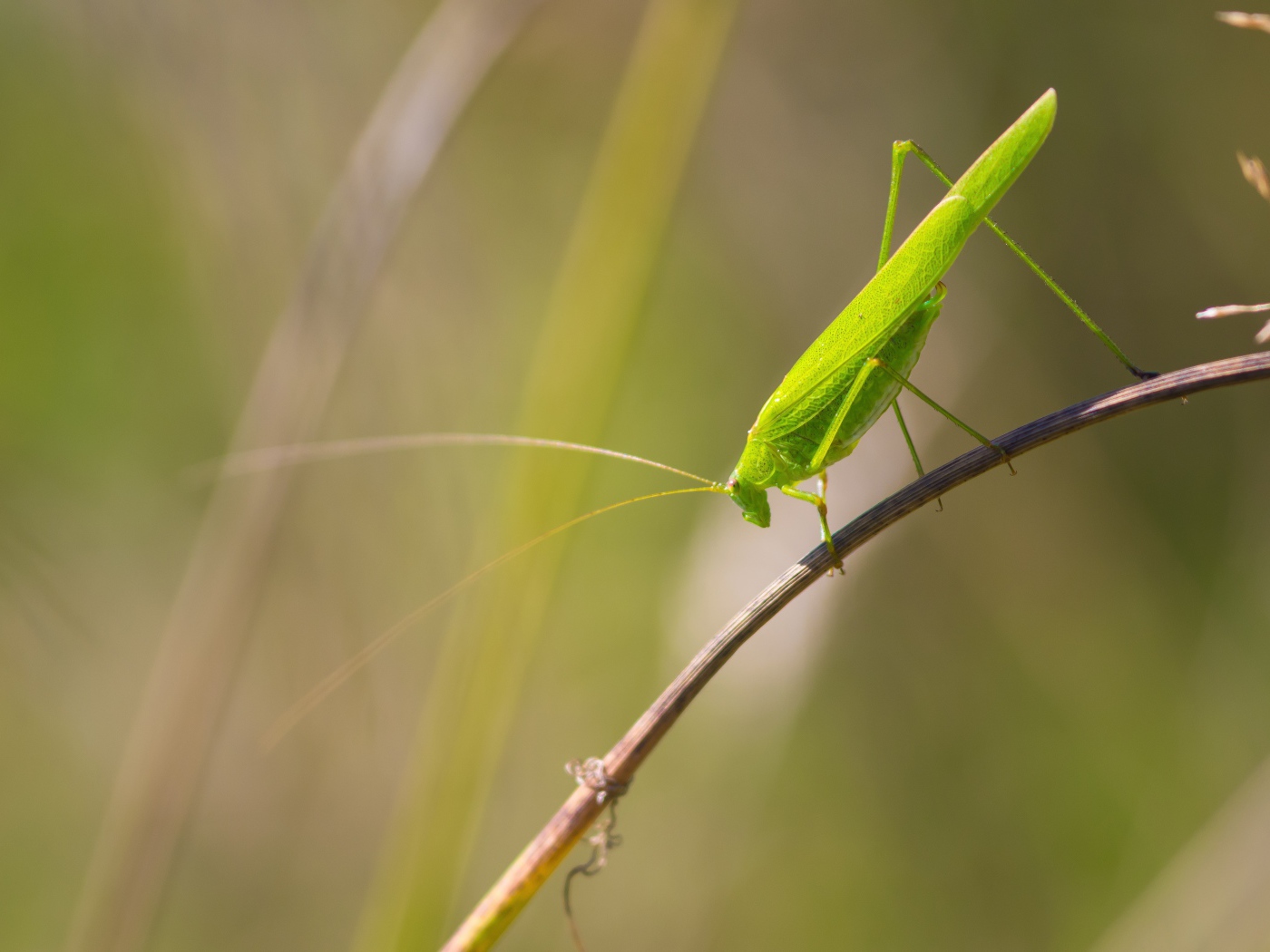 Зеленый кузнечик сидит на траве 