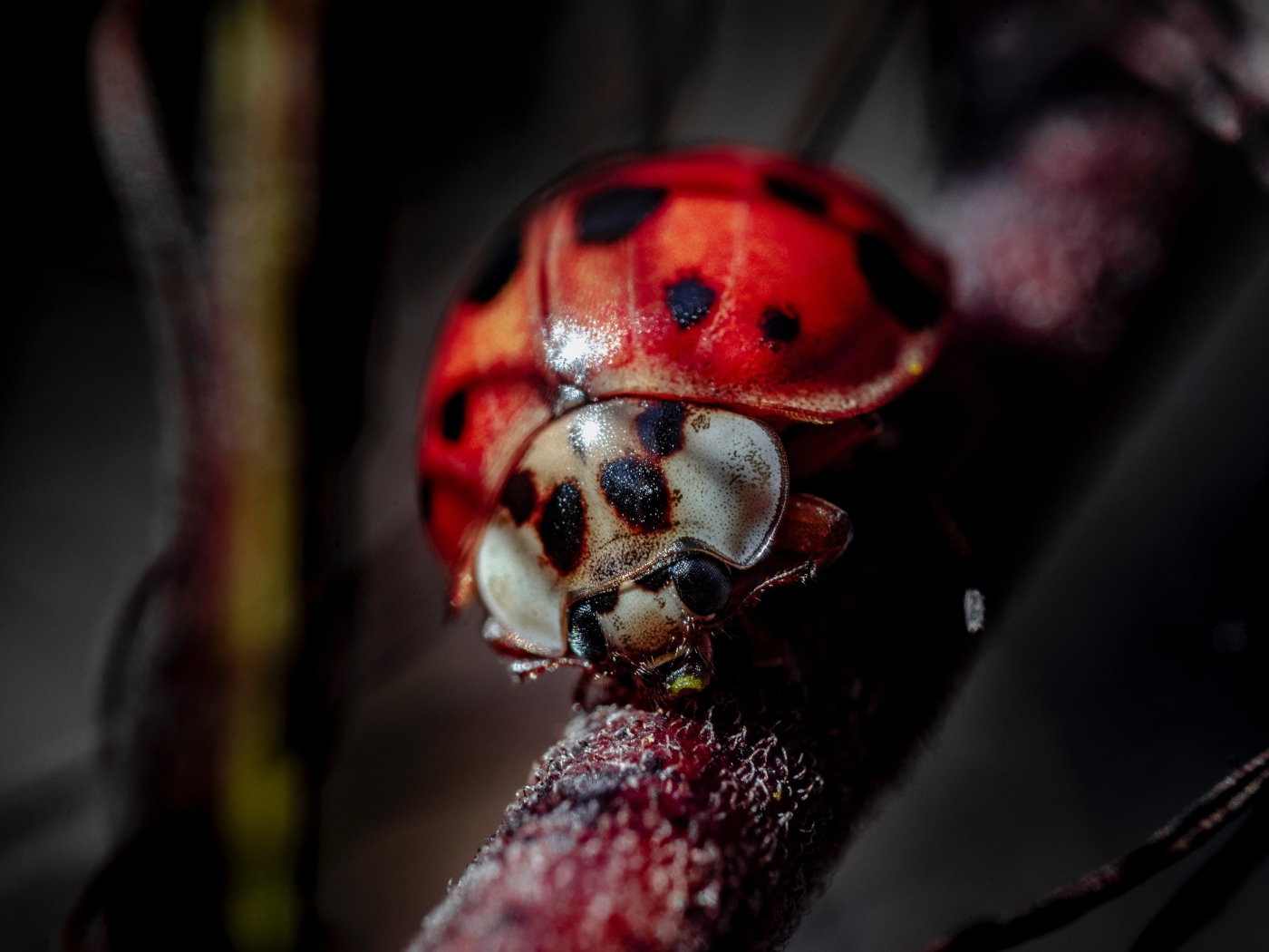 Божья коровка на ветке крупным планом