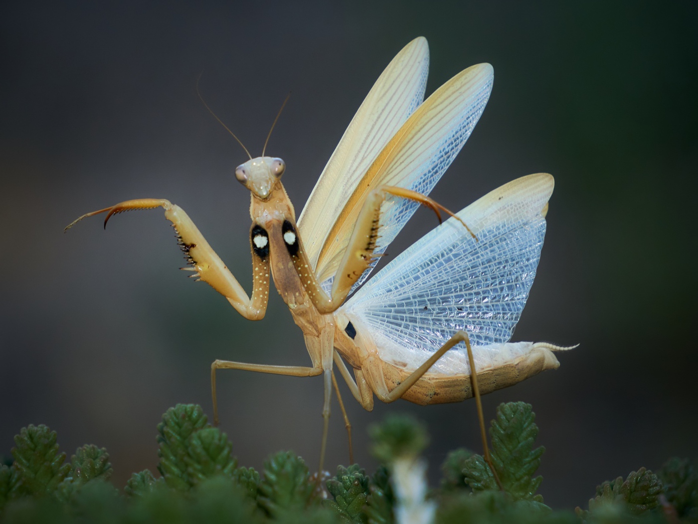 Большой богомол с прозрачными крыльями