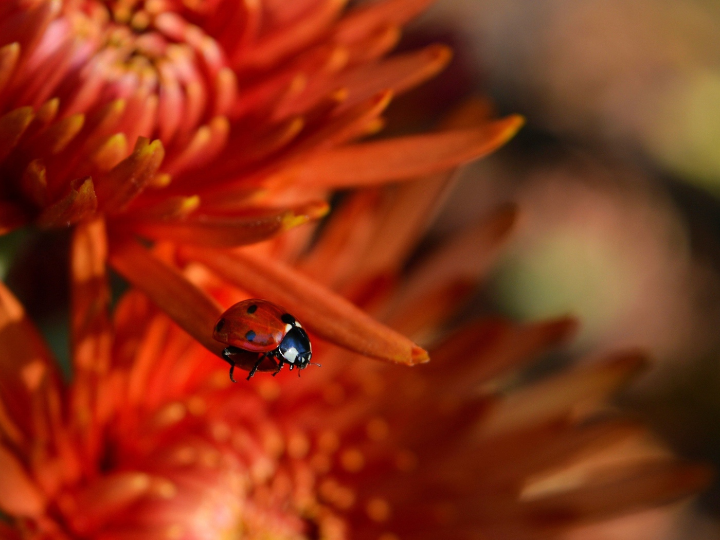 Маленькая красная божья коровка на цветке 