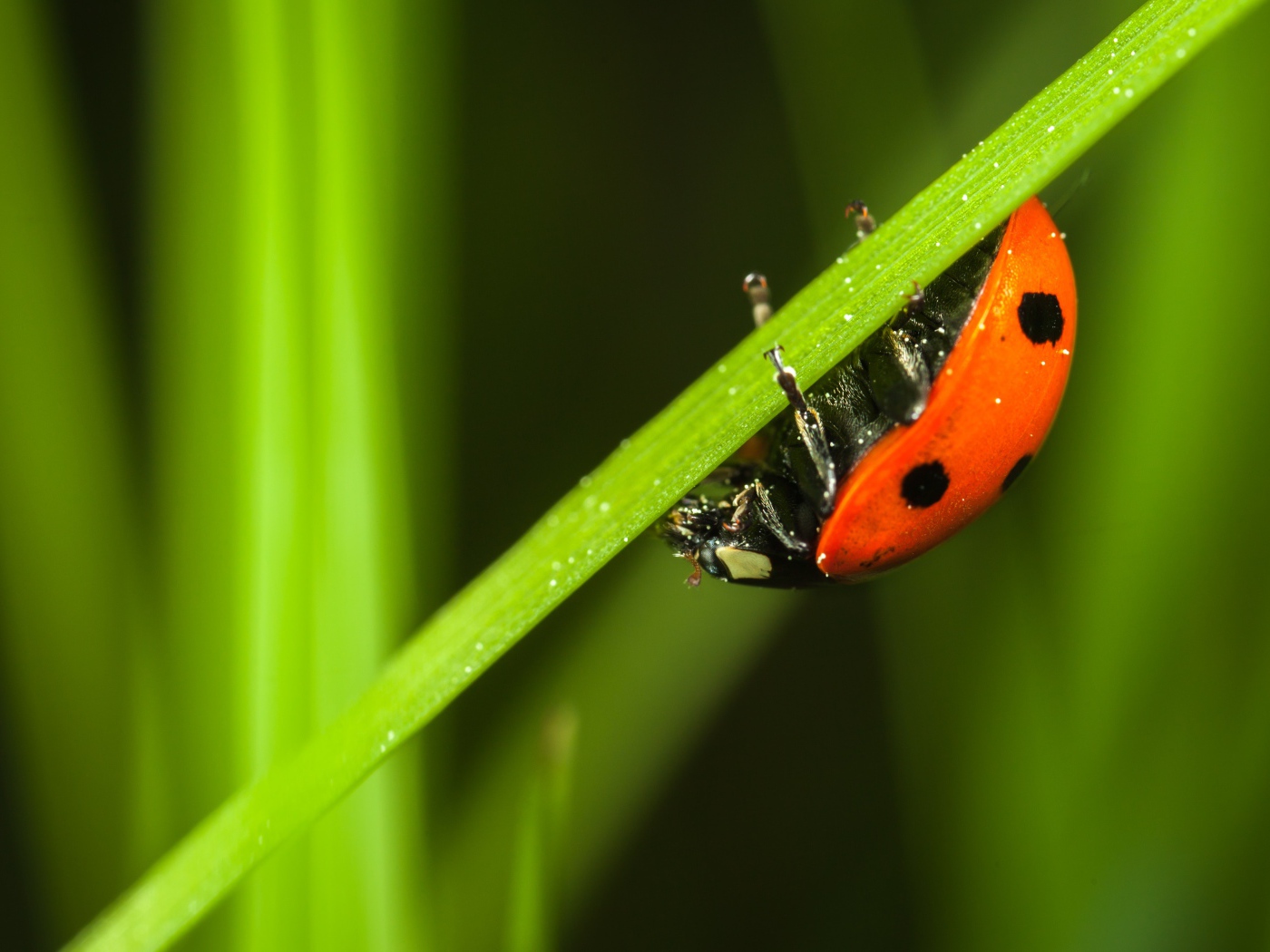 Маленькая красная божья коровка сидит на зеленой траве