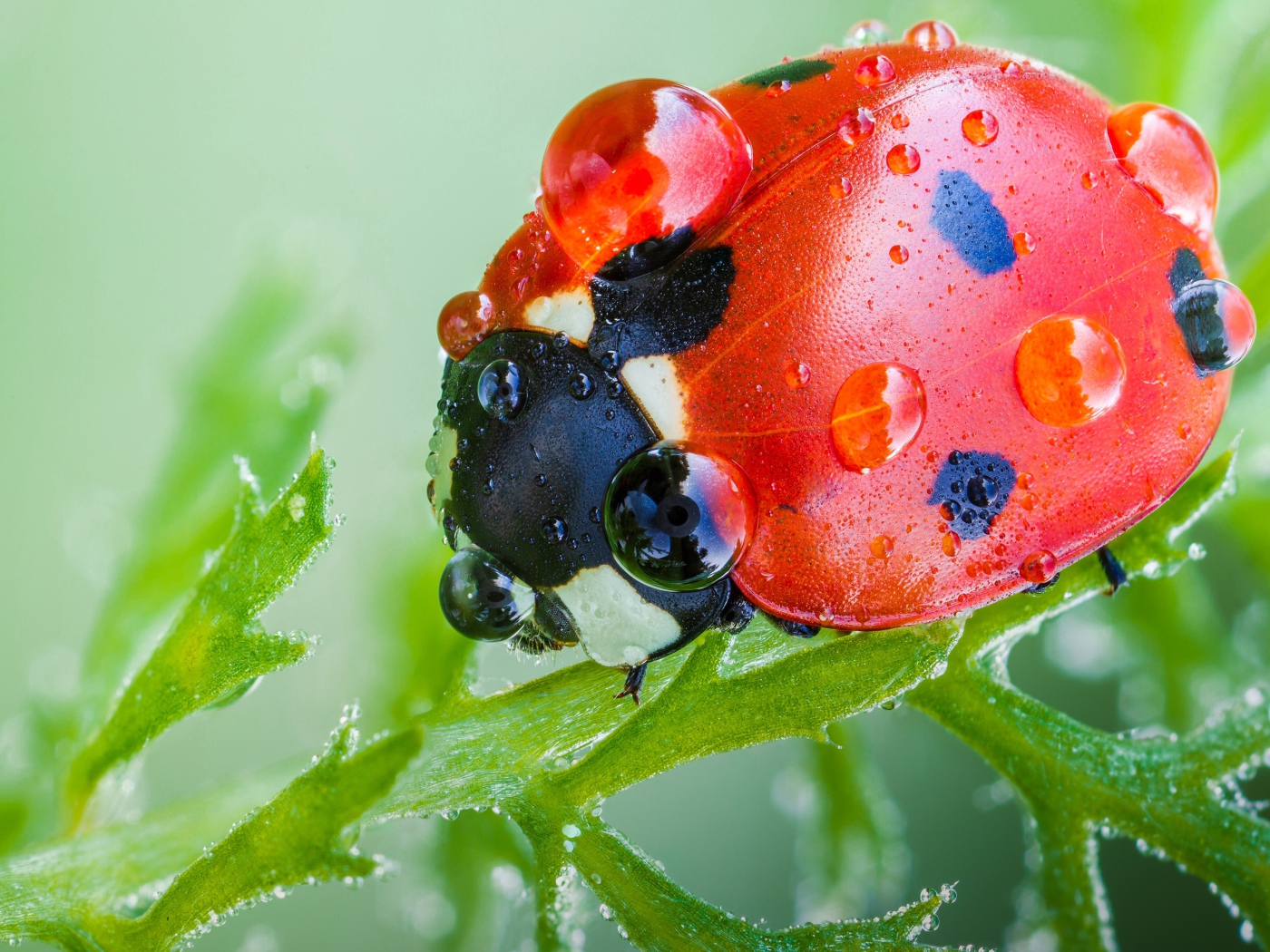 Красная божья коровка в каплях росы на зеленом листе макросъемка