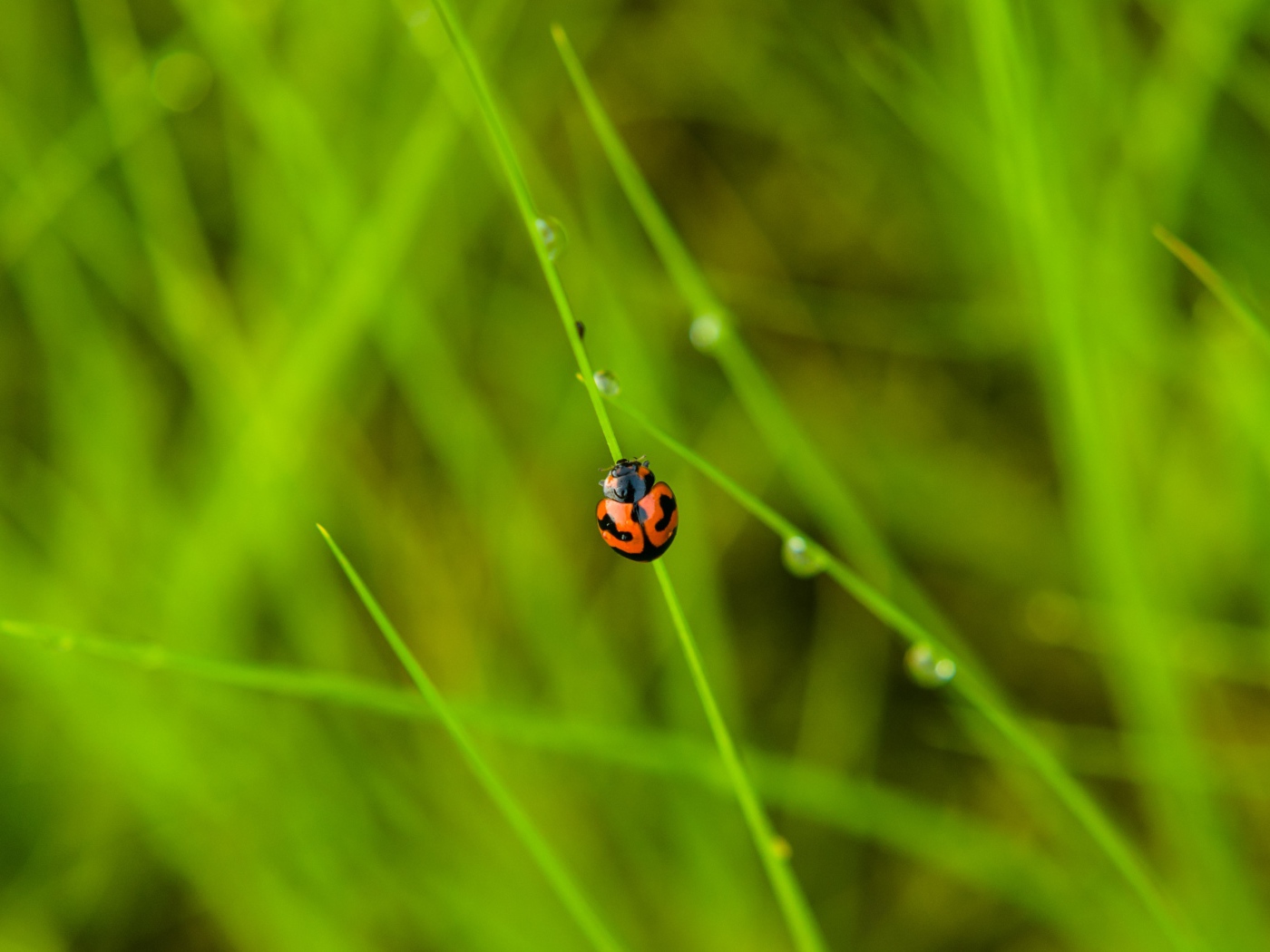 Красная божья коровка сидит на зеленой траве