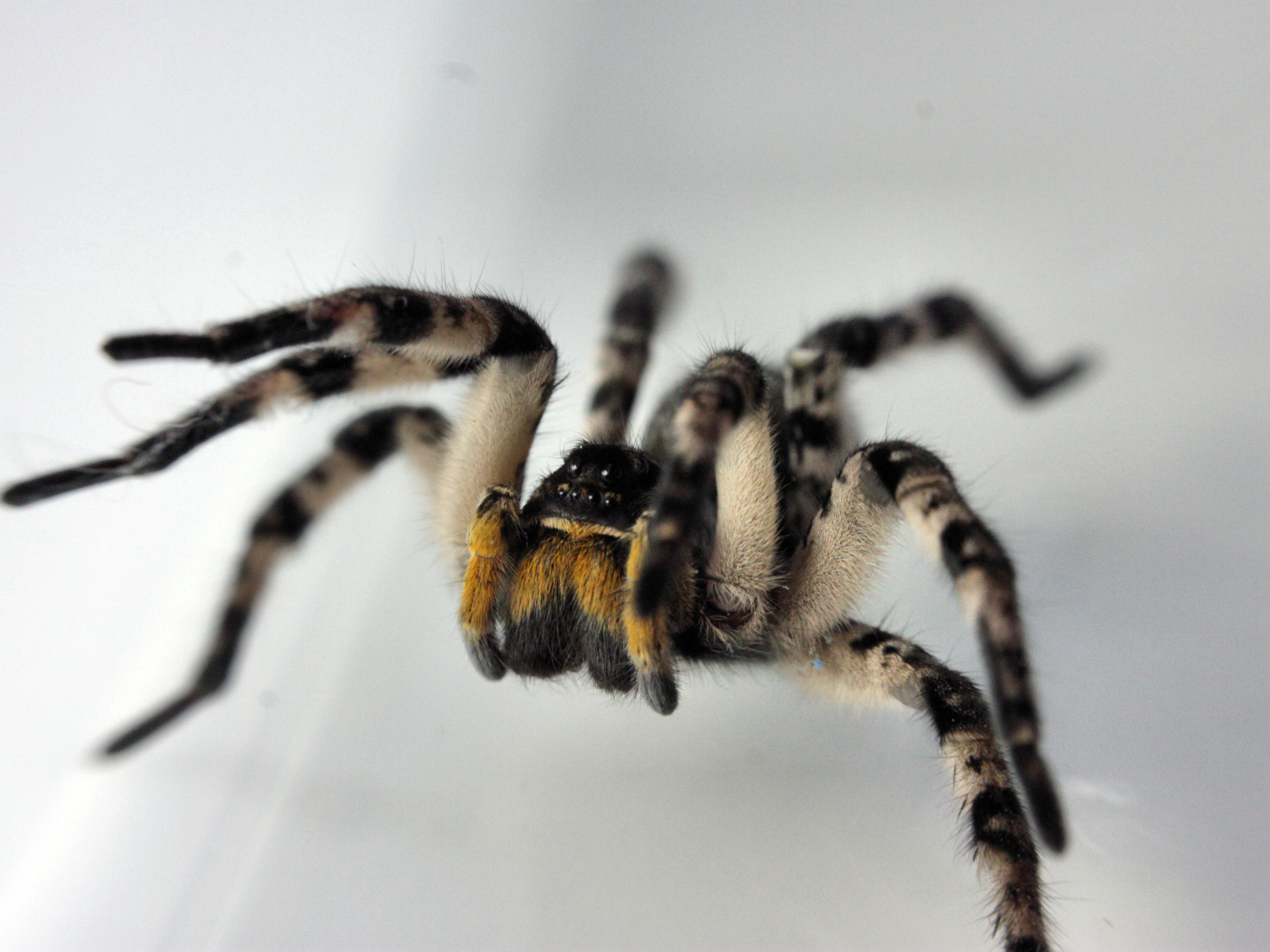 Паук на сером фоне крупным планом