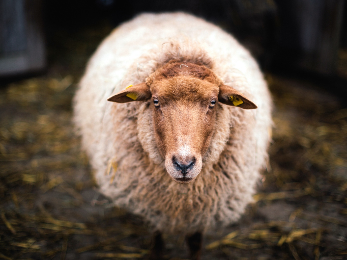 Большая овца с густой шерстью