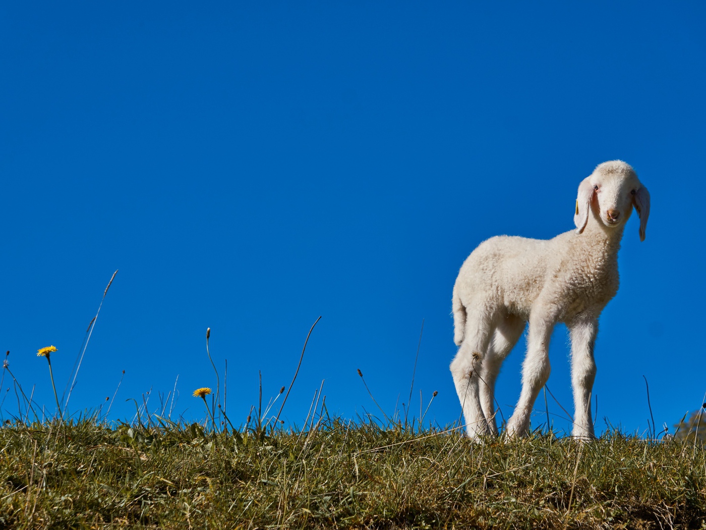 Маленький белый ягненок на фоне голубого неба