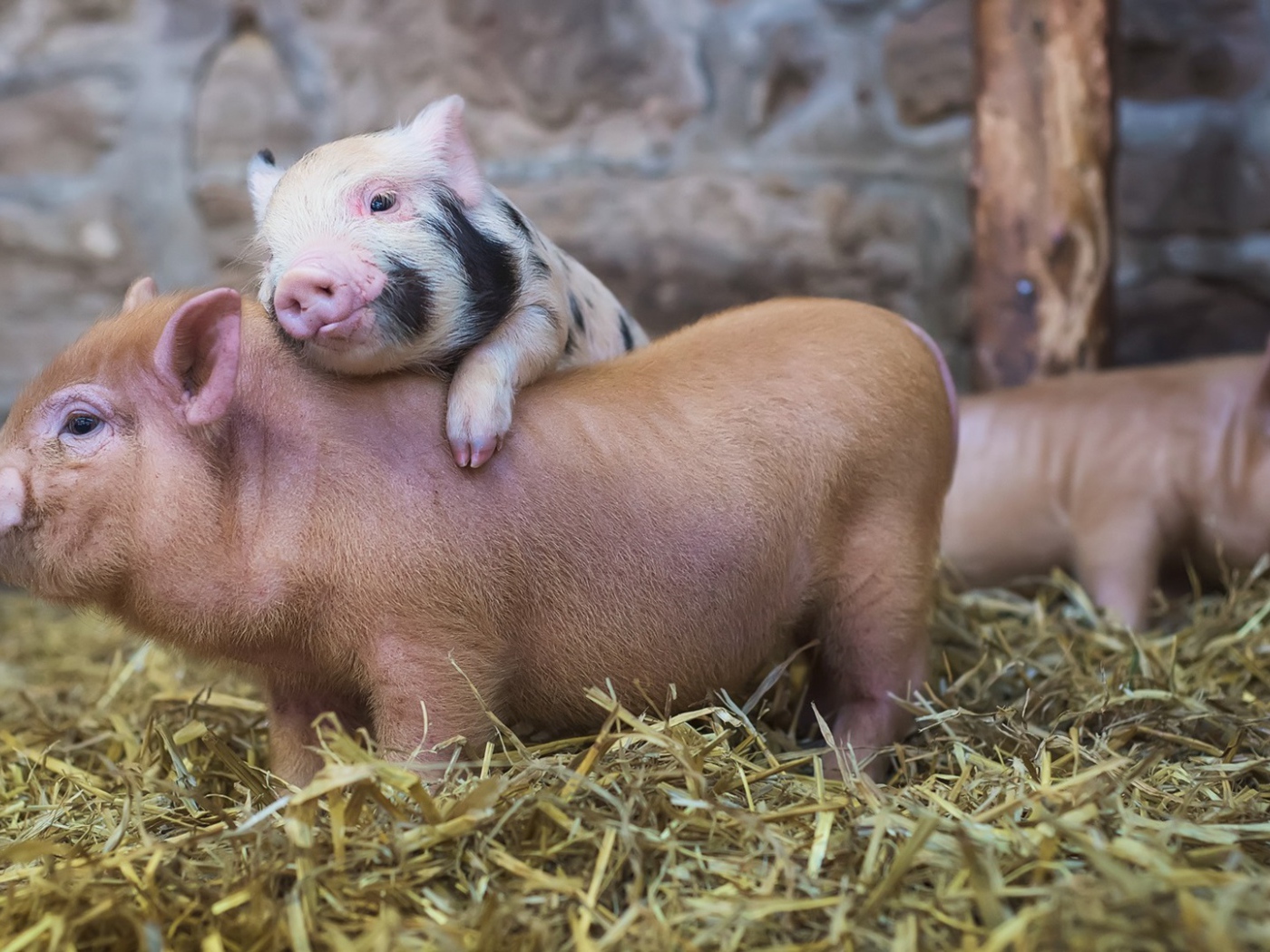 Милые поросята в свинарнике
