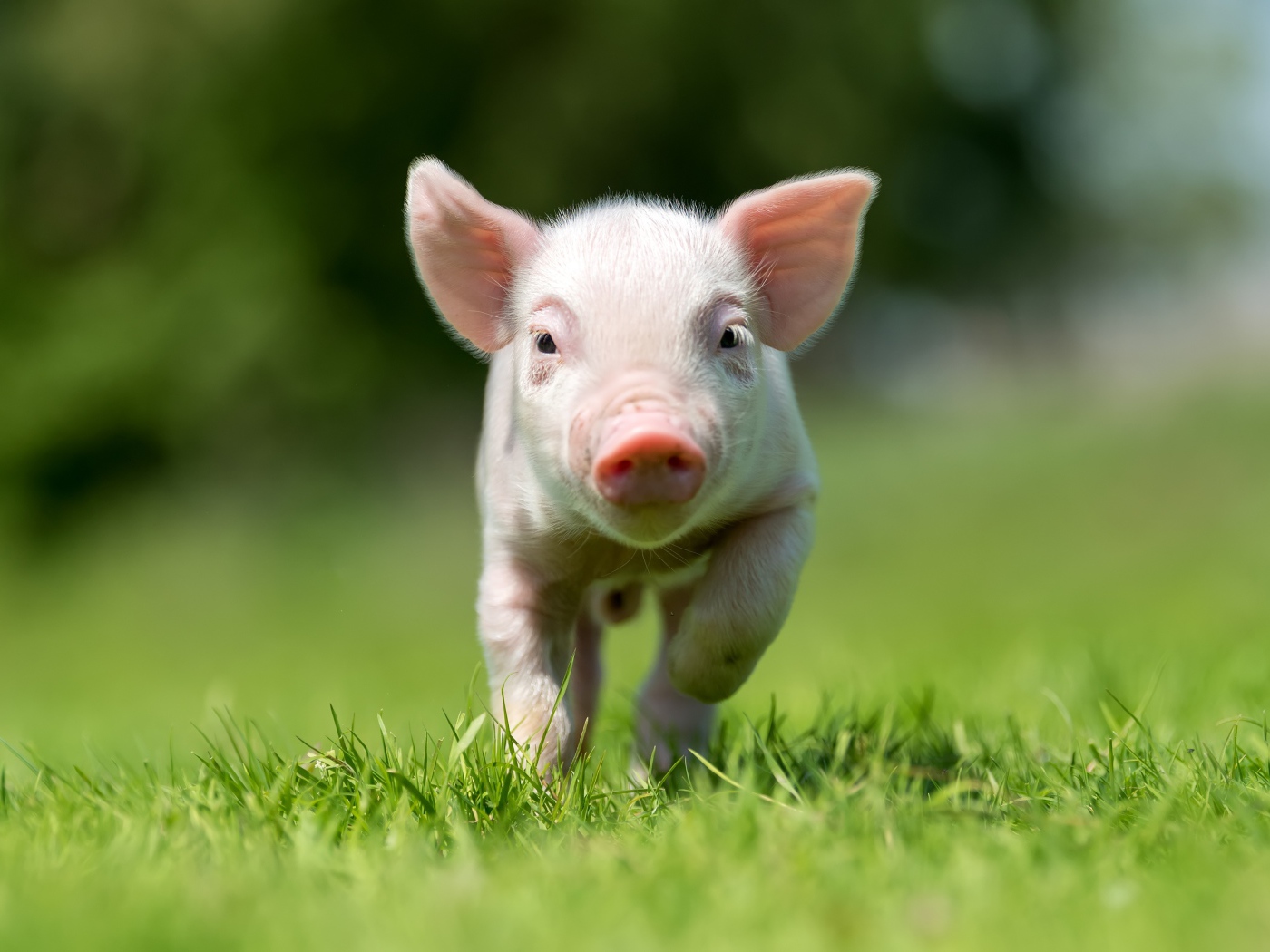 Little pink pig running through green grass