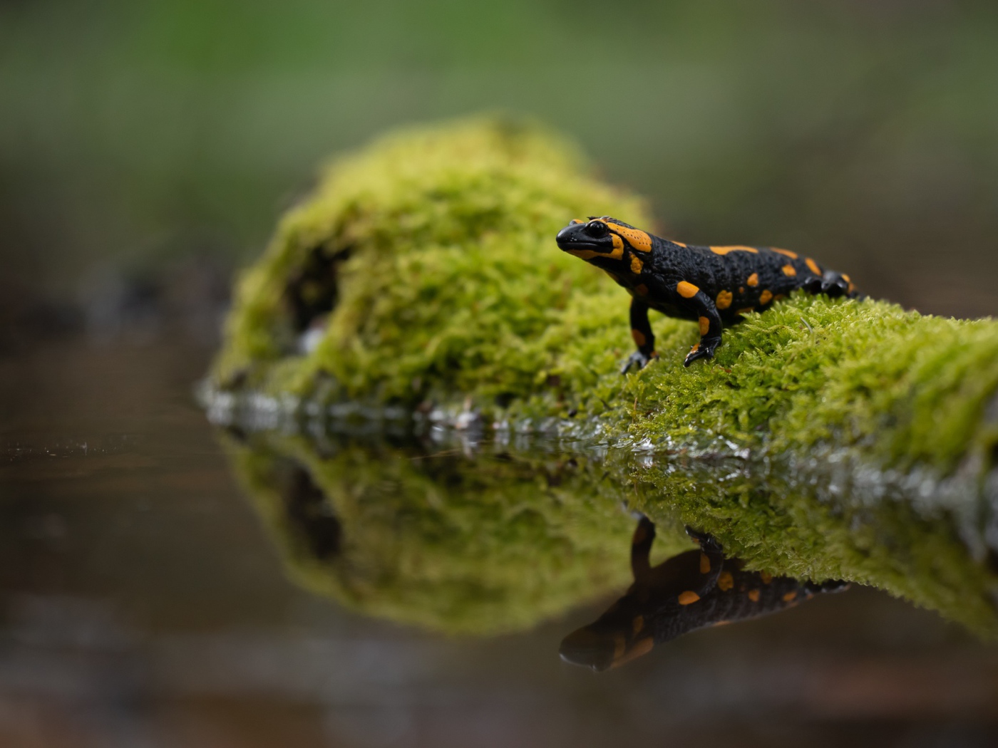 Beautiful salamander reflected in the water