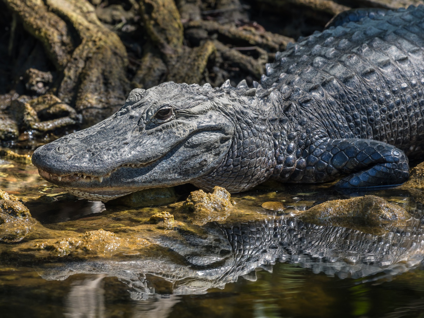 Большой аллигатор в воде