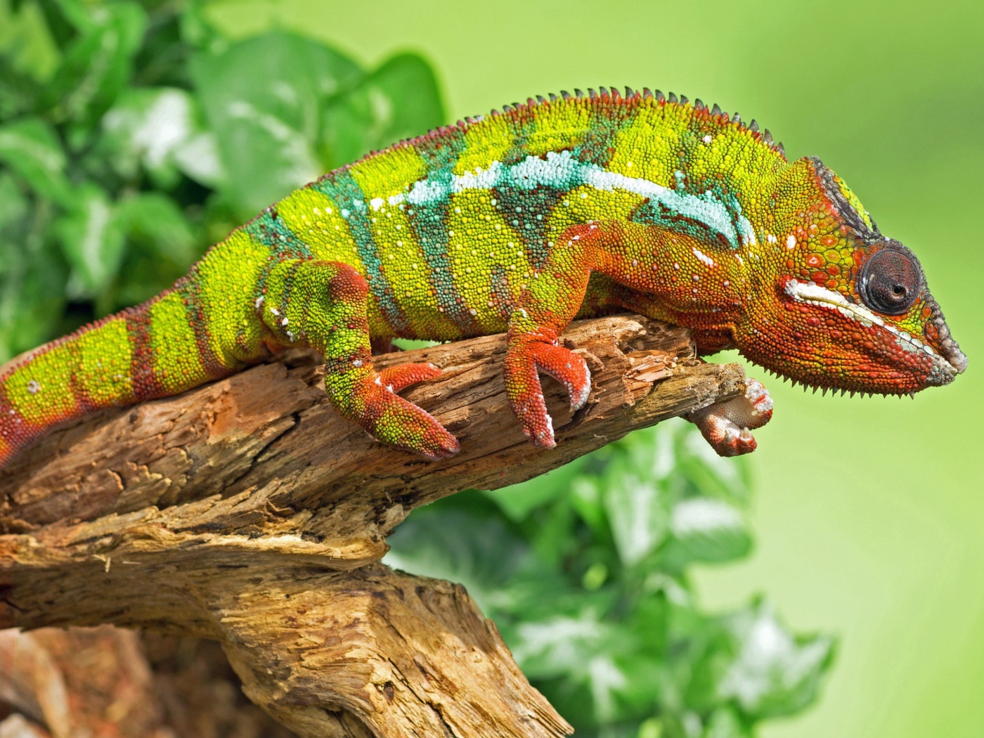 Большой красивый хамелеон сидит на дереве