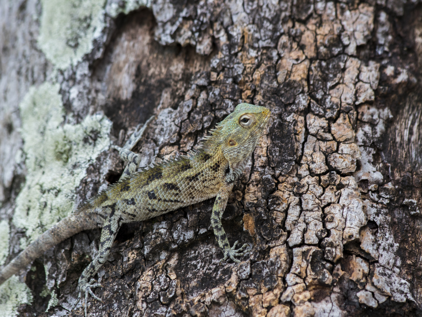 Маленькая ящерица сливается с деревом