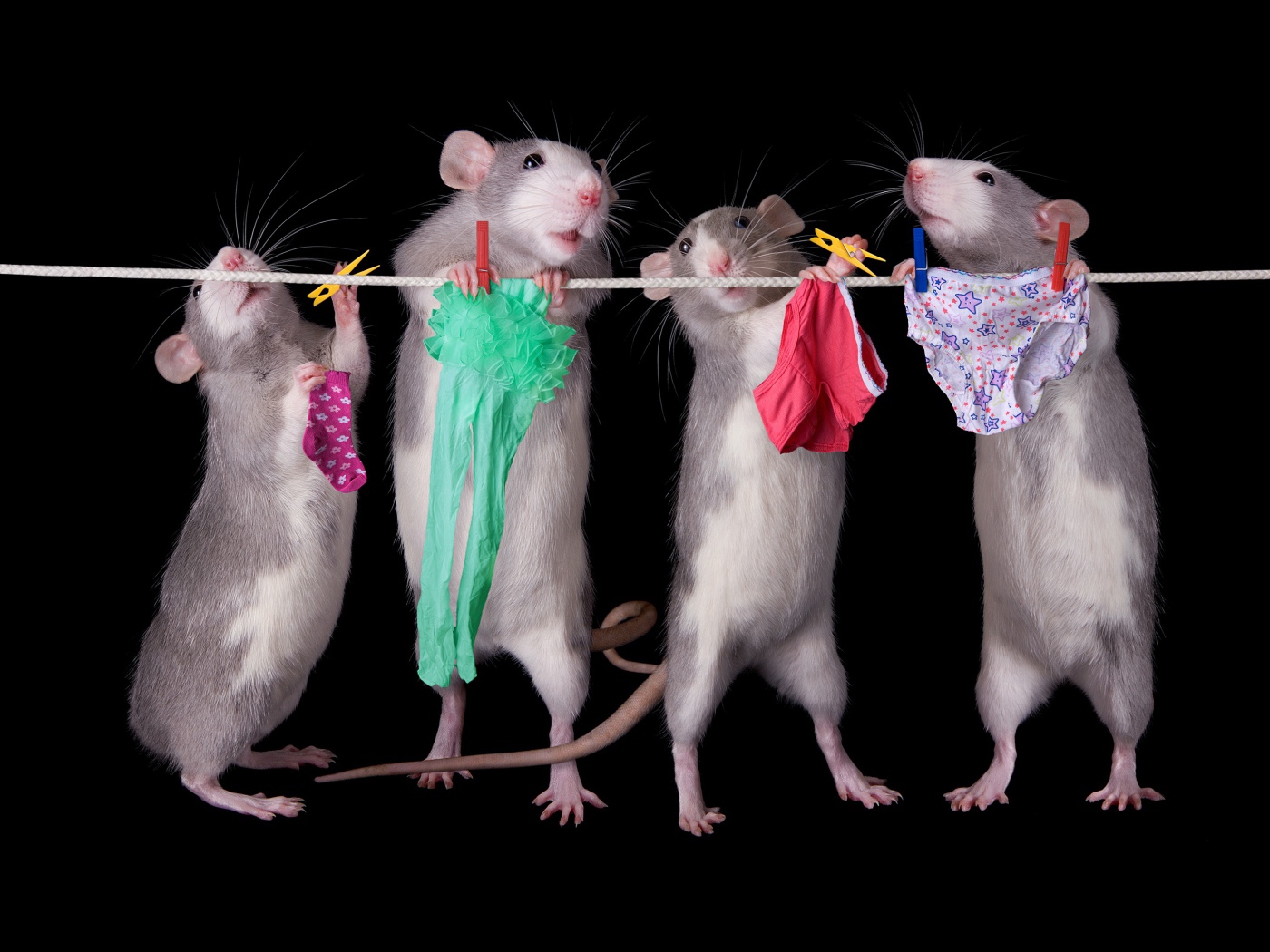 Четыре крысы развешивают белье на веревку