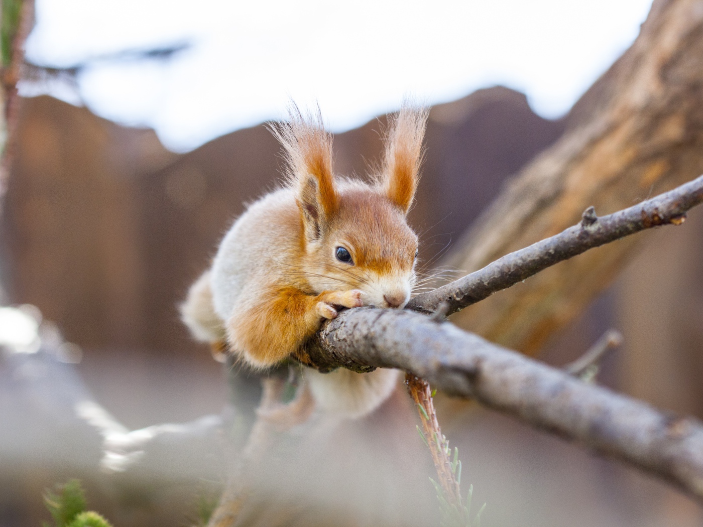 Red squirrel dozing on a branch