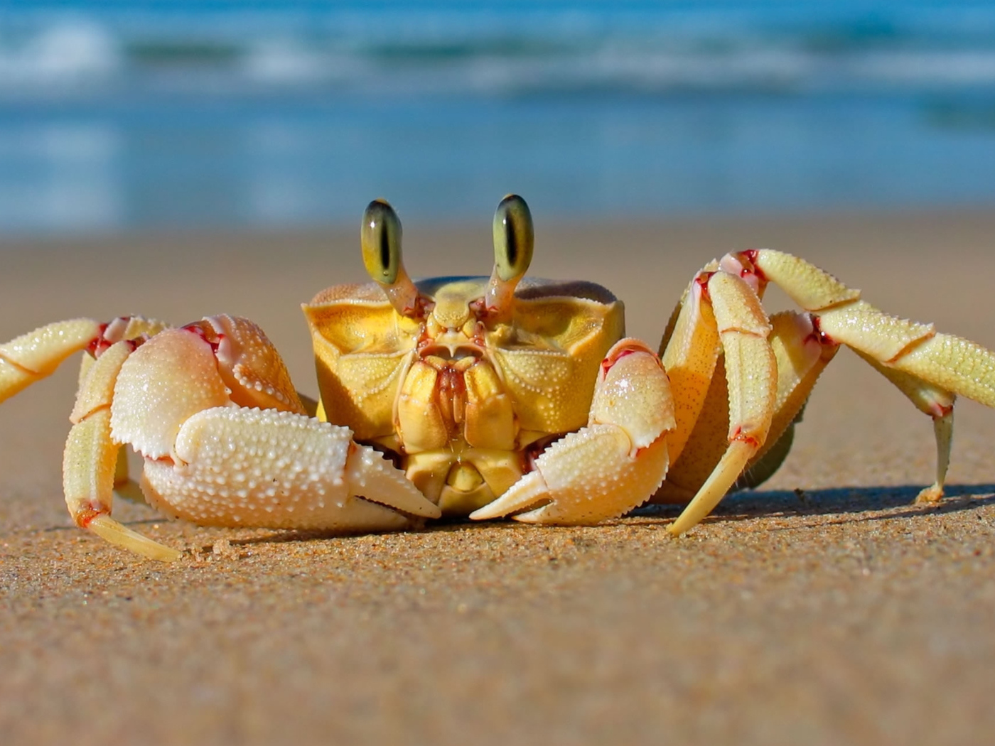 Big crab crawling in the sand