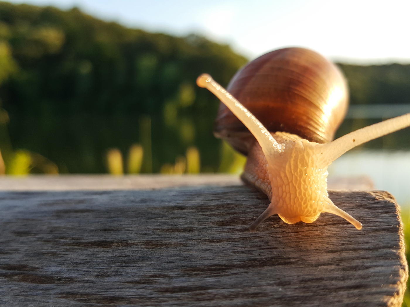 Большая улитка сидит на сухом дереве