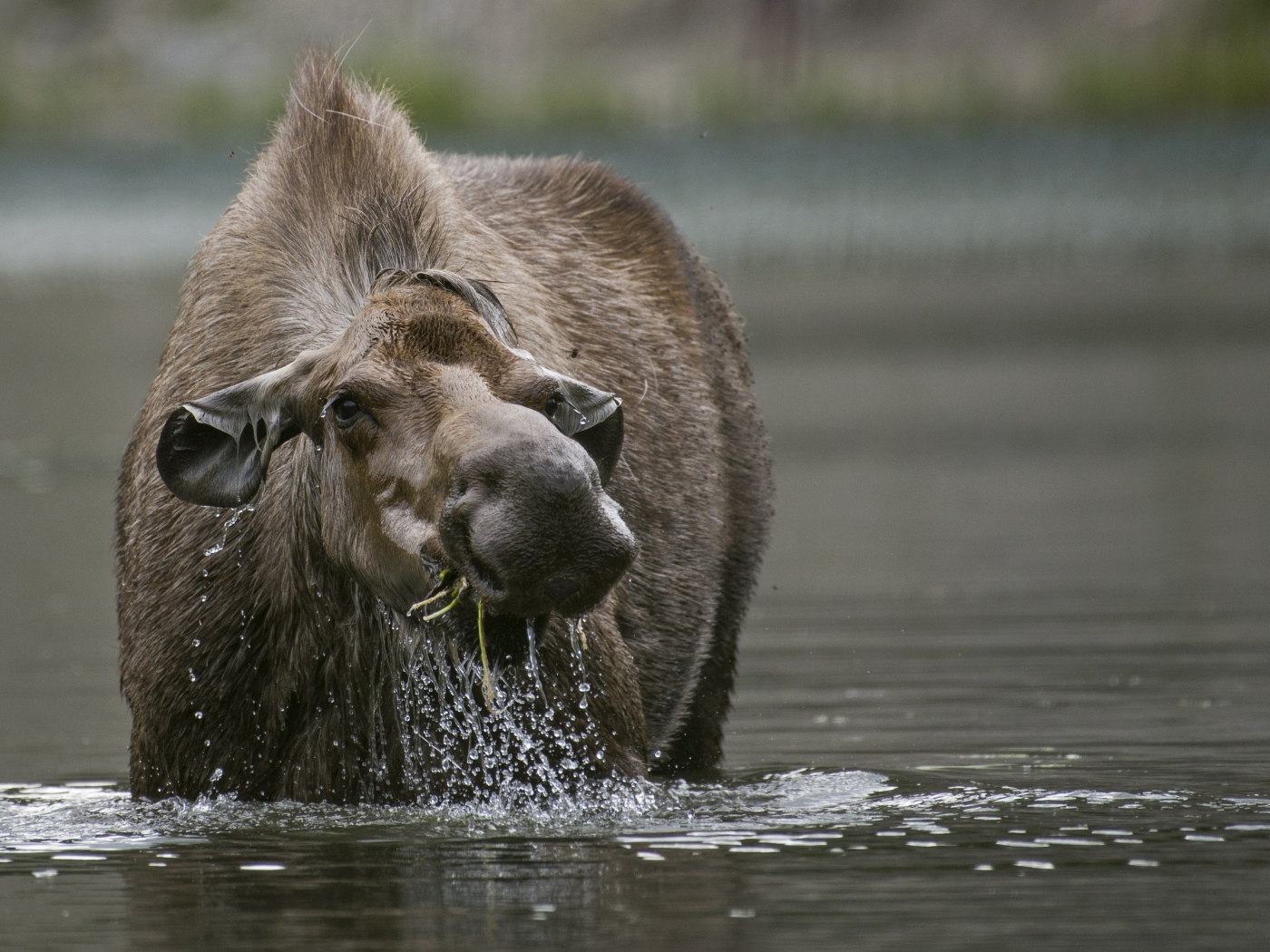 Большой лось стоит в воде 