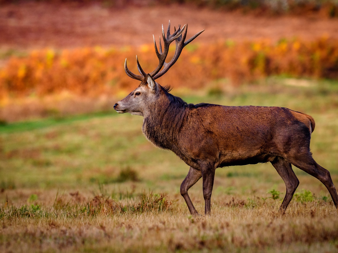 Коричневый олень гуляет по полю 