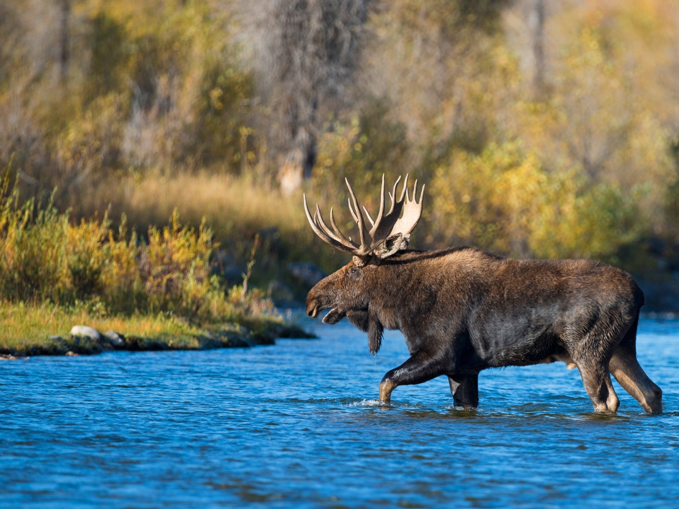 Лось с большими рогами переходит реку