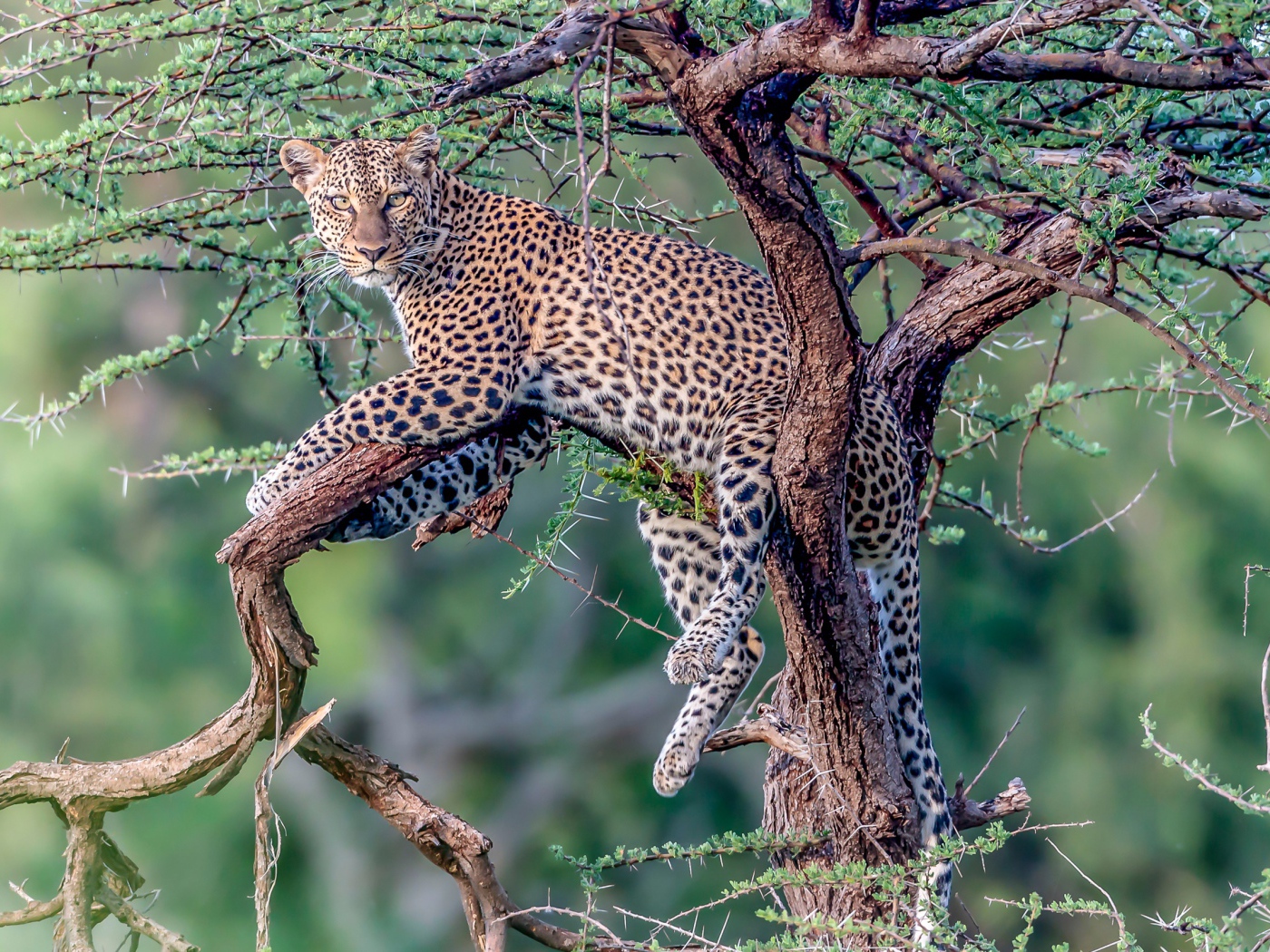 Большой пятнистый леопард лежит на дереве