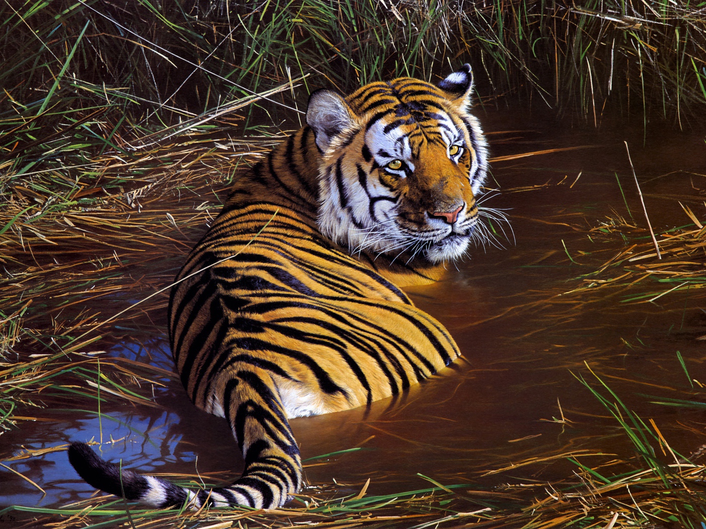 Большой полосатый тигр лежит в зеленой траве