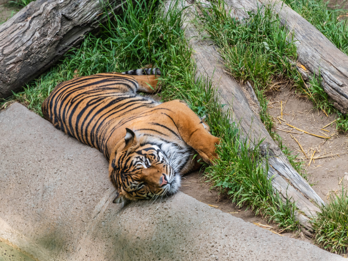 Большой полосатый тигр лежит на зеленой траве в зоопарке