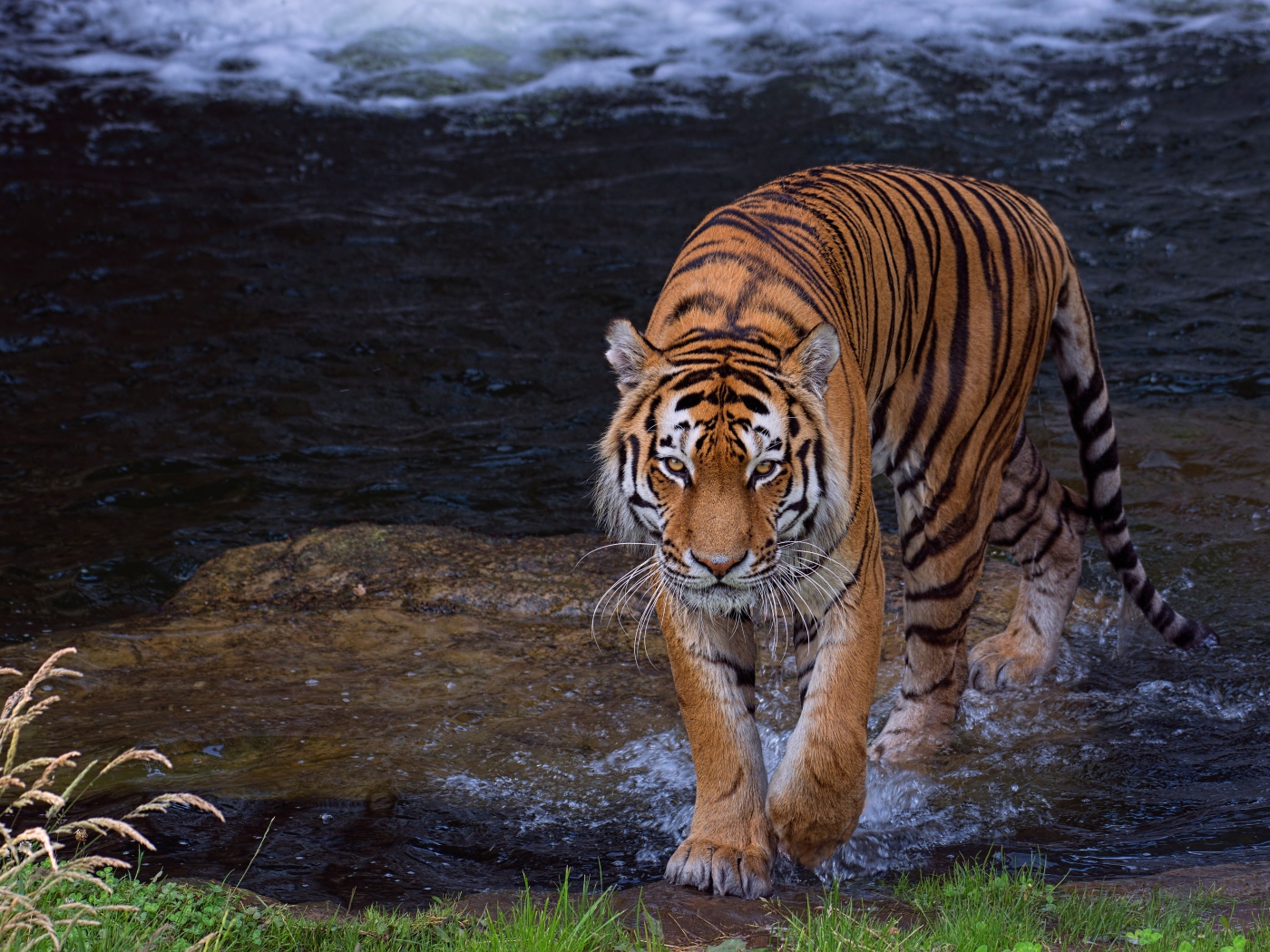 Красивый большой полосатый тигр идет по воде