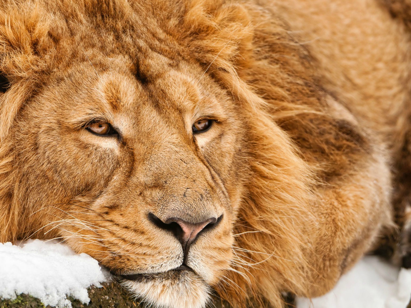 Большой лев лежит на снегу зимой