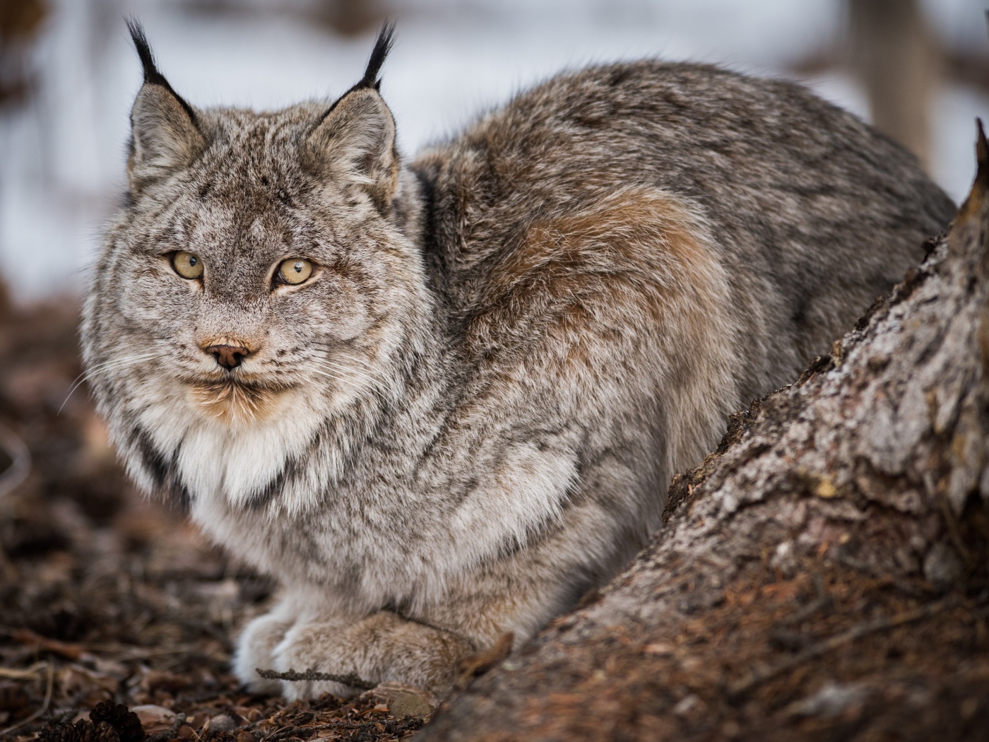Большая дикая серая рысь у дерева