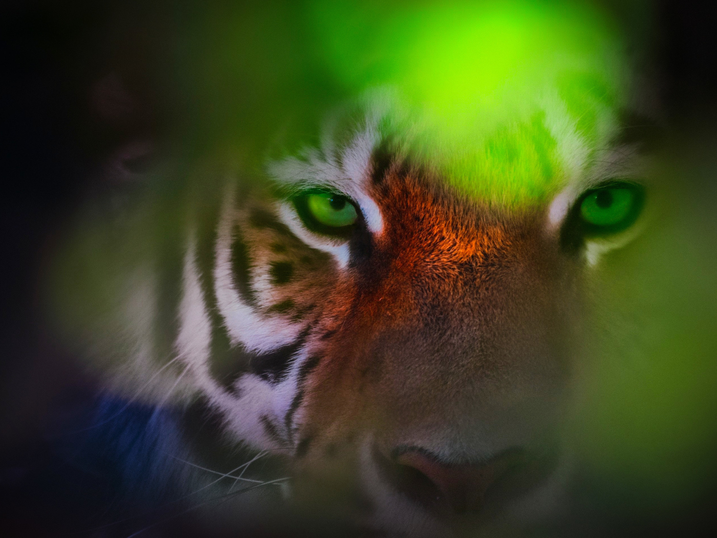 Морда зеленоглазого тигра крупным планом