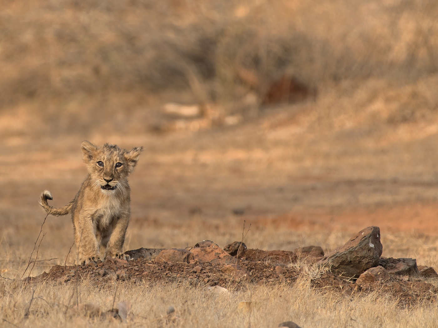 Маленький львенок в сухой саванне 