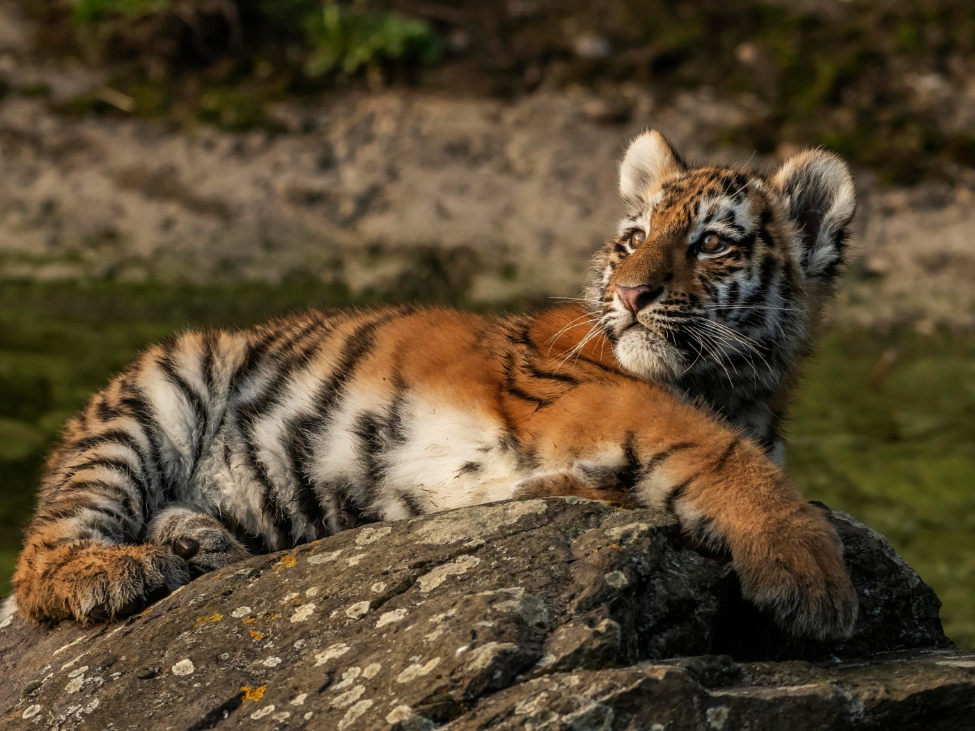 Маленький полосатый тигренок лежит на камне
