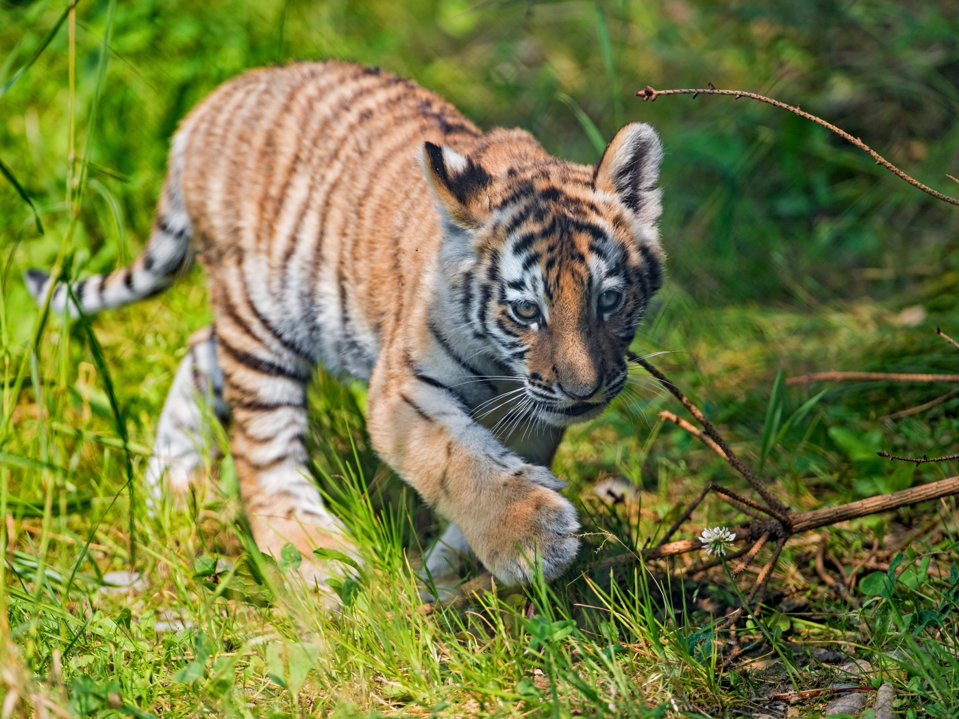 Маленький тигренок идет по зеленой траве