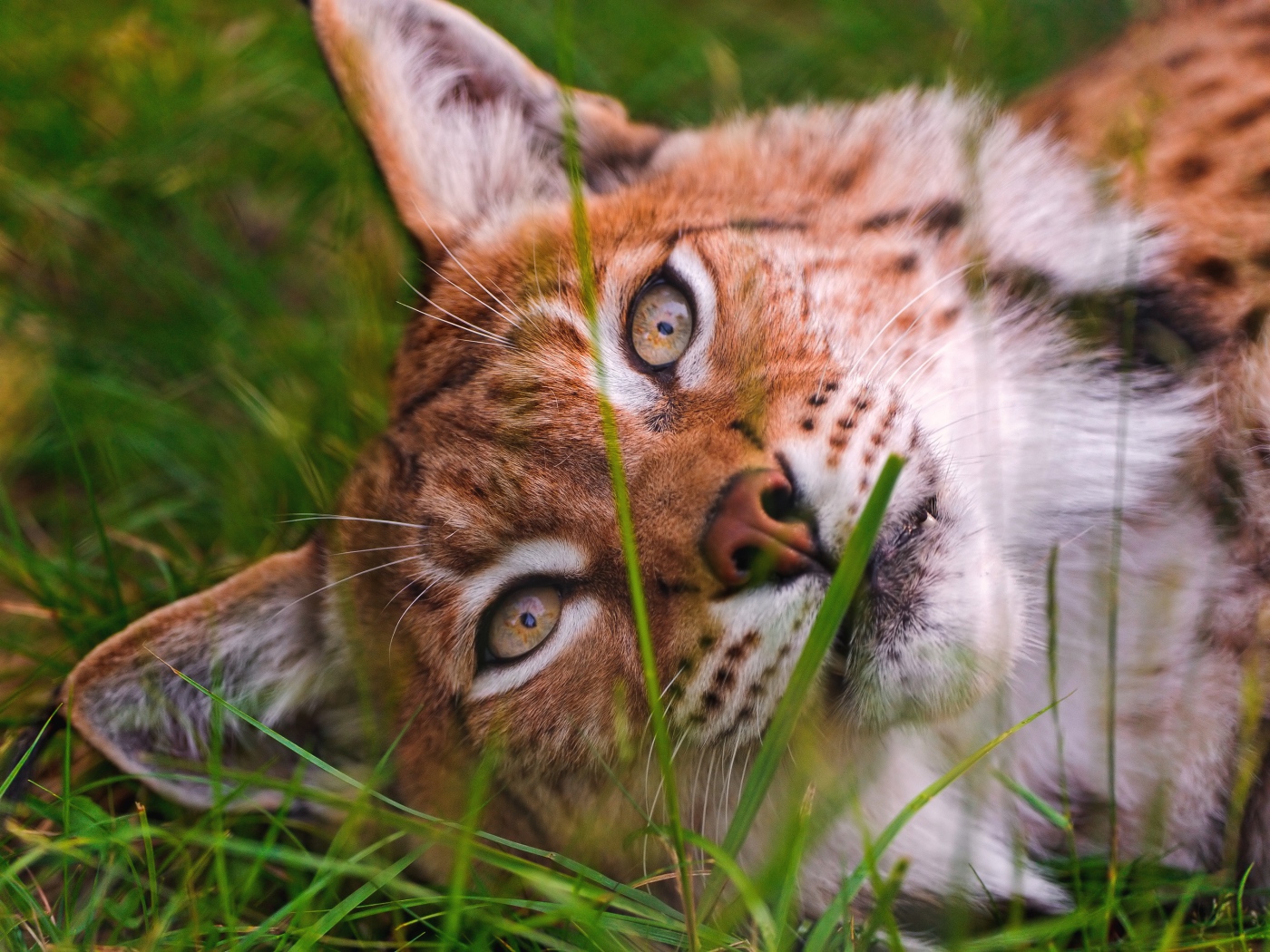 Морда рыси крупным планом на зеленой траве