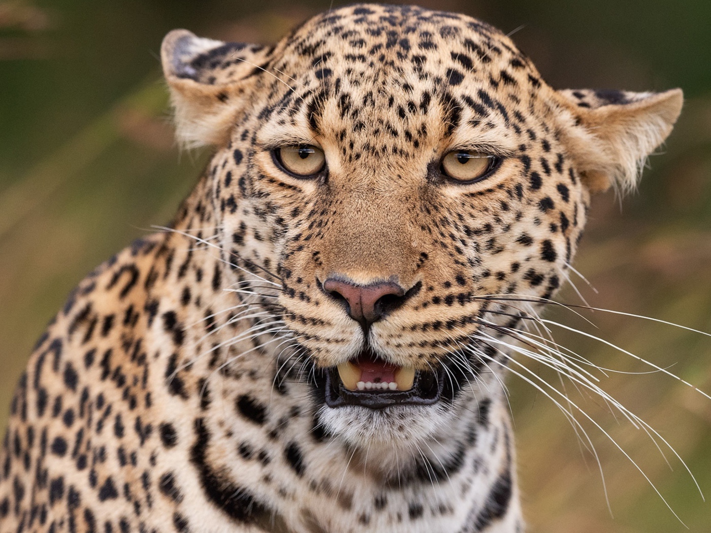 Пятнистый леопард прижал уши 