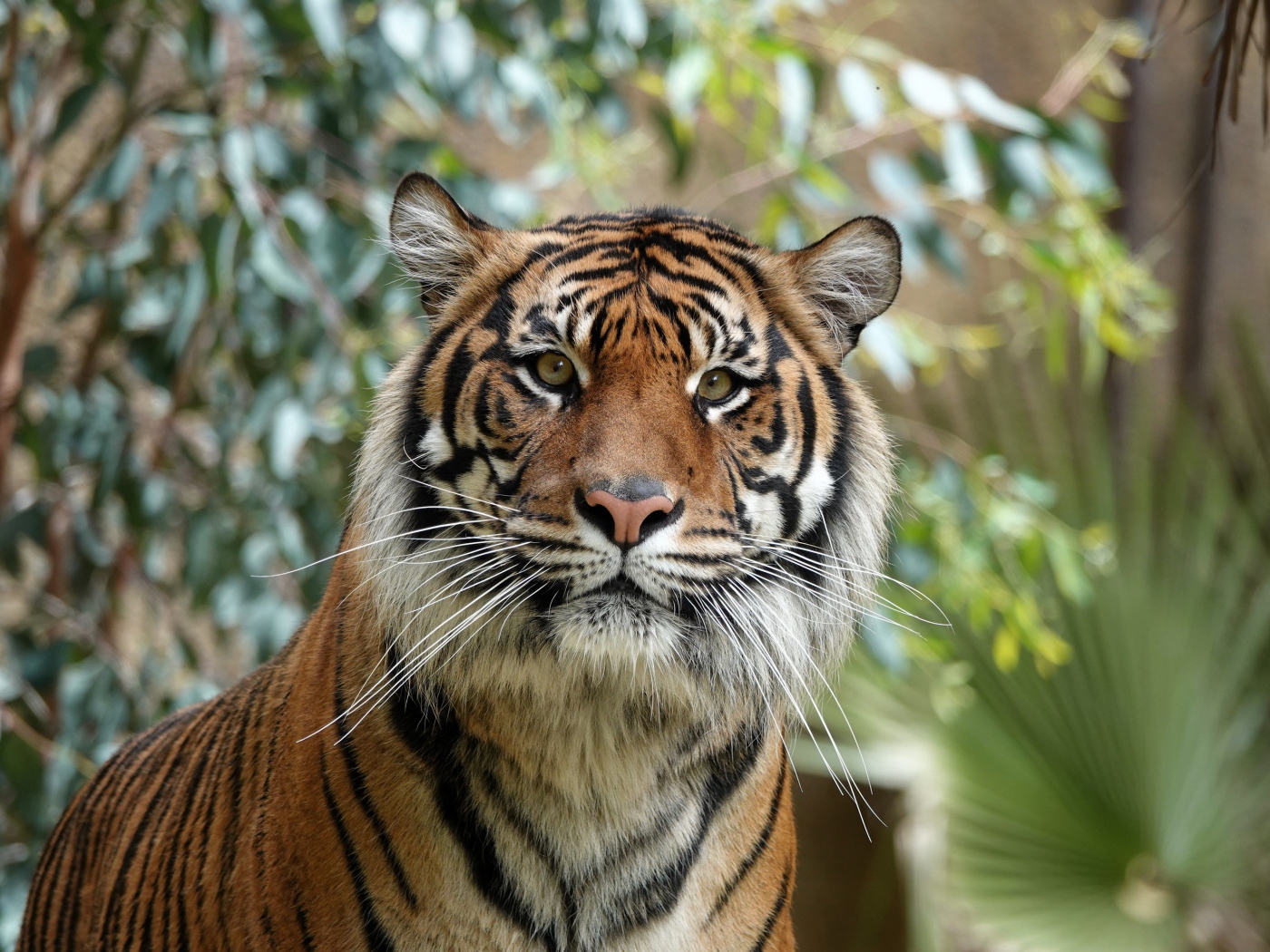 Удивленная морда полосатого тигра