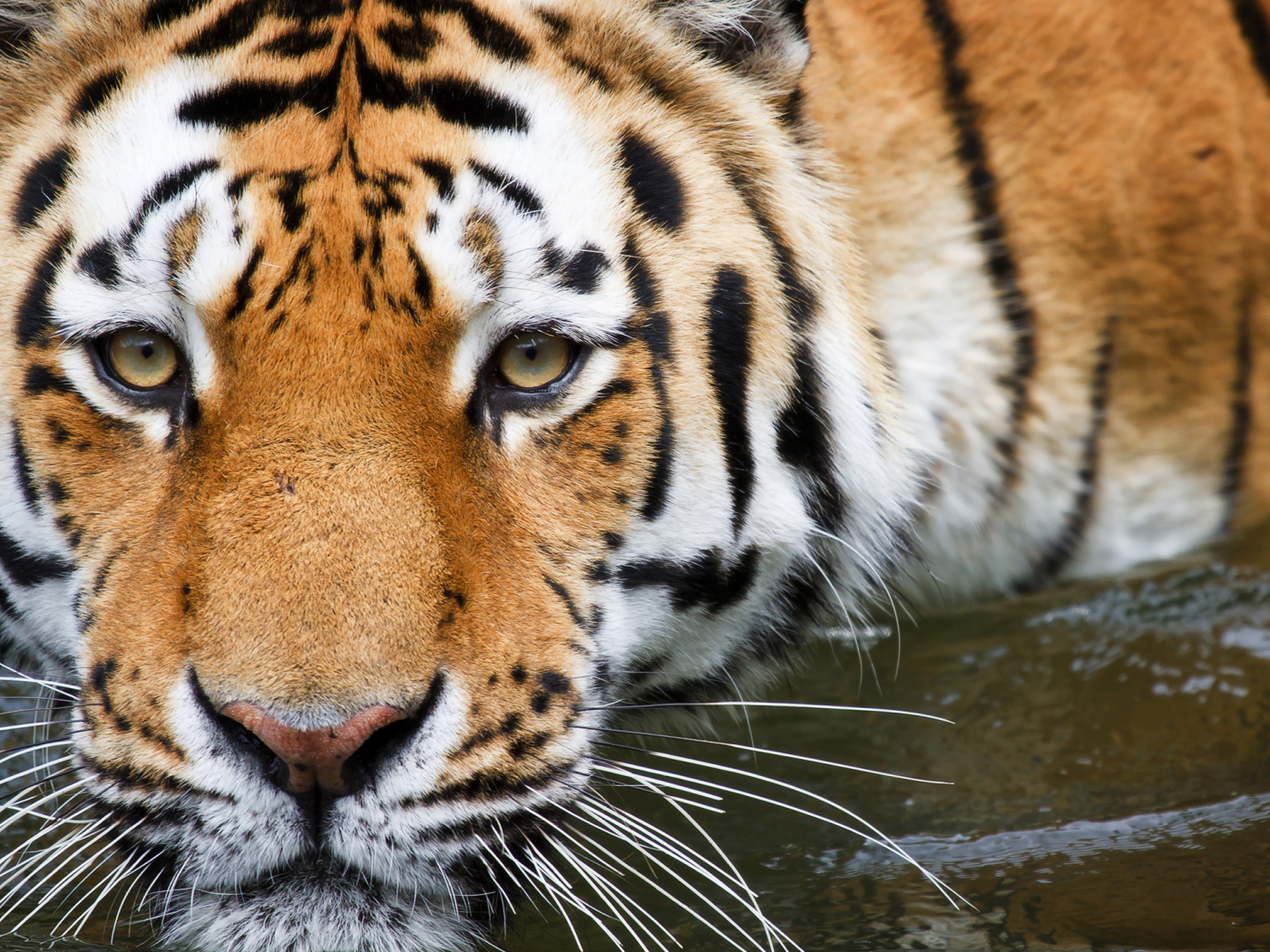 Полосатый тигр крупным планом в воде