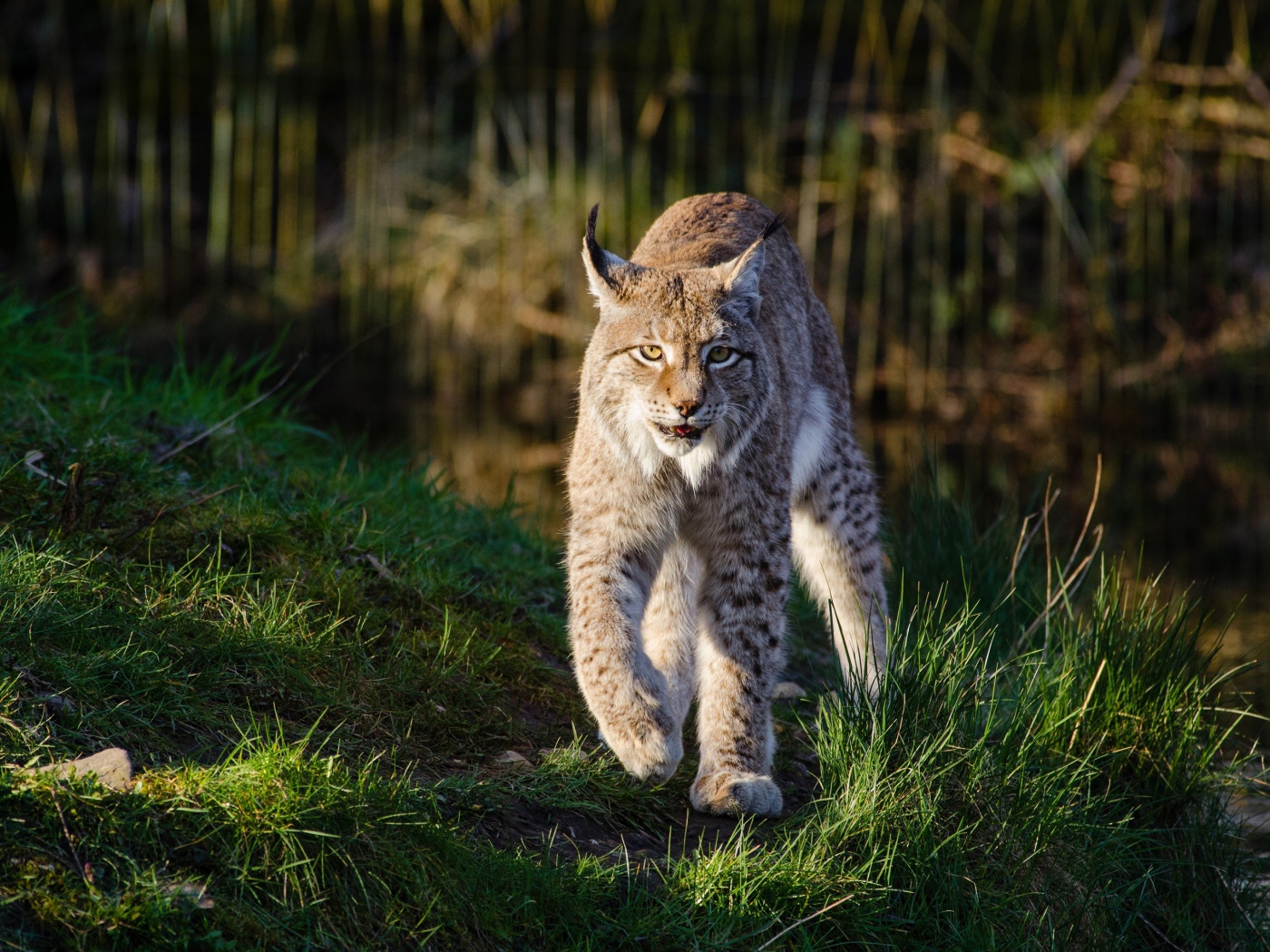Грозная рысь идет по зеленой траве у воды