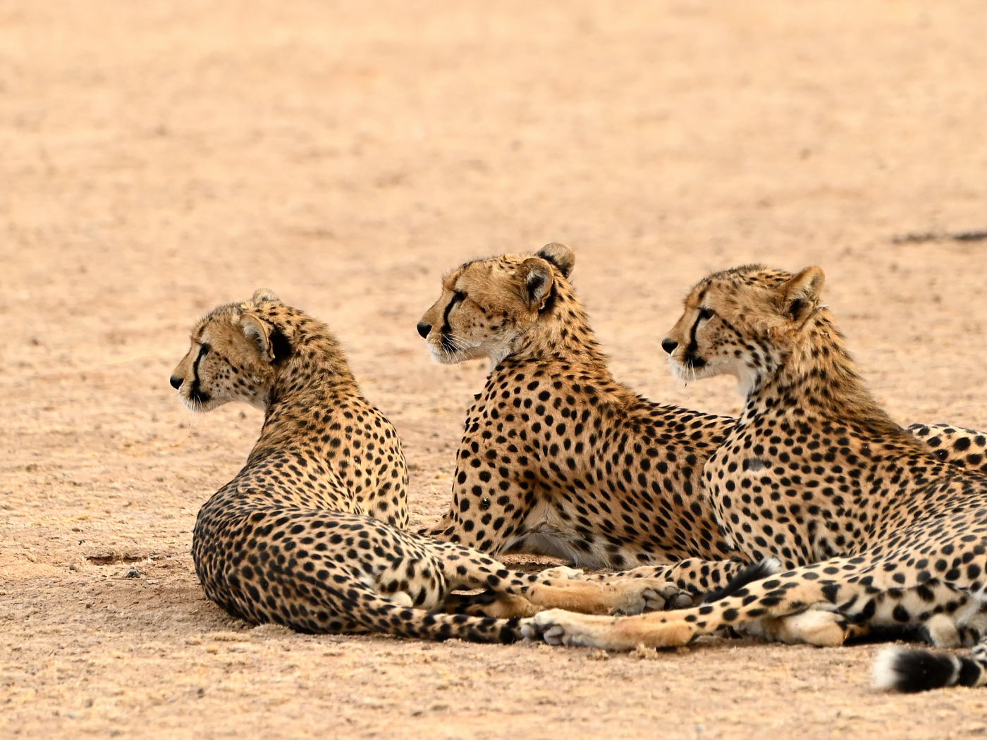 Три гепарда лежат на песке 