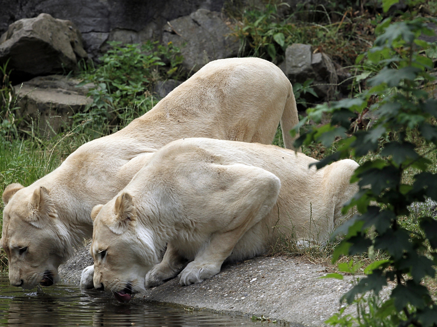 Two white lionesses at the watering place