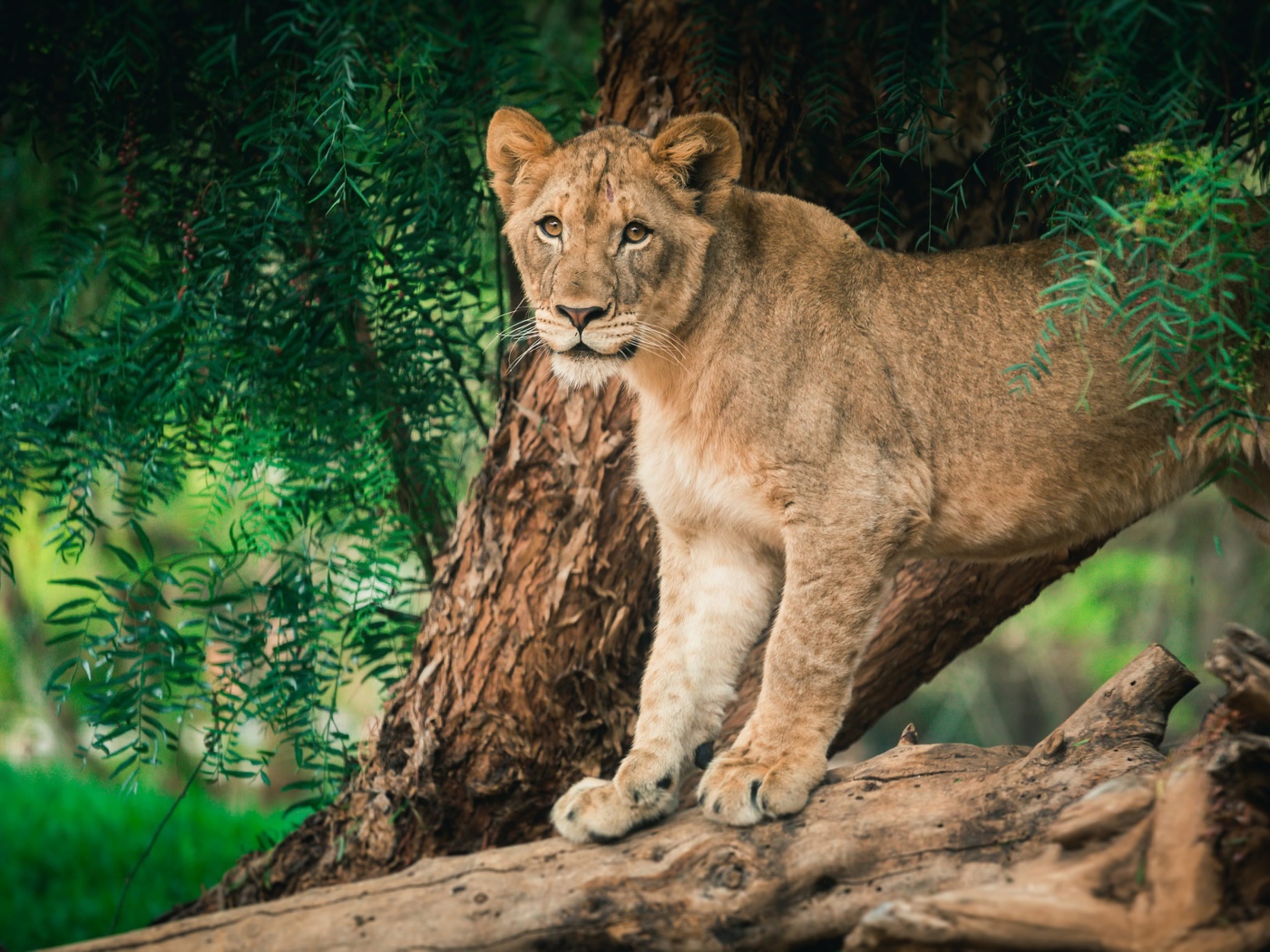 Молодая львица стоит на дереве 