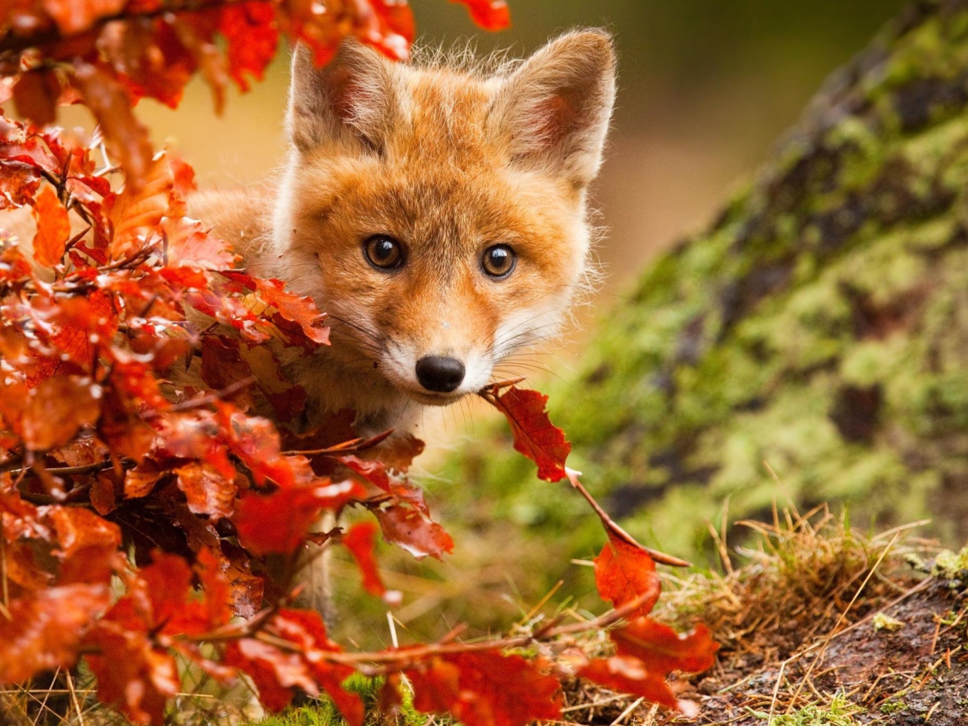 Маленький лисенок прячется в оранжевых листьях  осенью