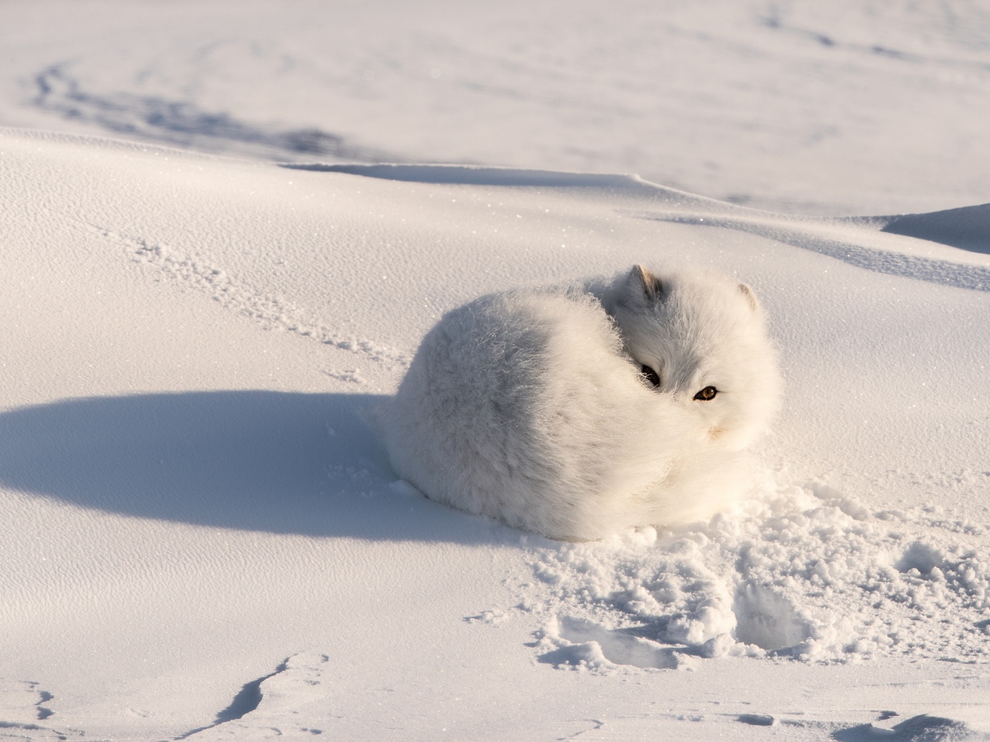 White fluffy arctic fox lies in the snow